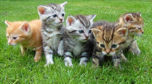 Front view of a group of cats sitting together. Do Cats Have Adam's Apple