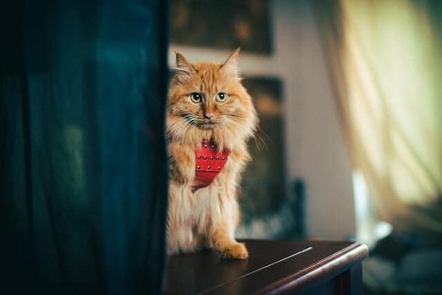 Tabby orange cat.
why are orange cats so dumb?