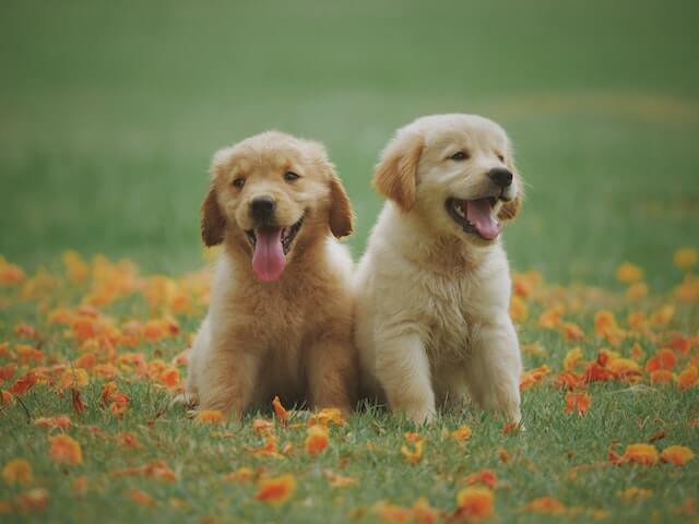 Can dogs breathe through their mouth? There are two puppies sitting with their tongues out.