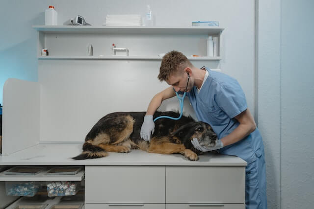 Can dogs breathe through their mouth?
An examination of a dog is performed by a veterinarian.