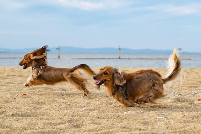 Are long haired dachshunds hypoallergenic? Are long haired dachshunds hypoallergenic? Two playful dachshunds, with long bodies and short legs, run side by side on the sandy beach with big grins on their faces. The waves from the ocean crash in the background, adding to the excitement of their beach adventure.
