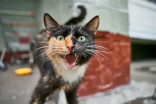 A Brown and Black Angry Cat.
