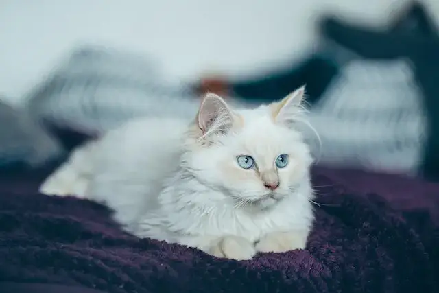 Adorable purebred cat lying on cozy bed
